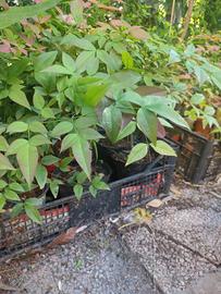 piantine nandina