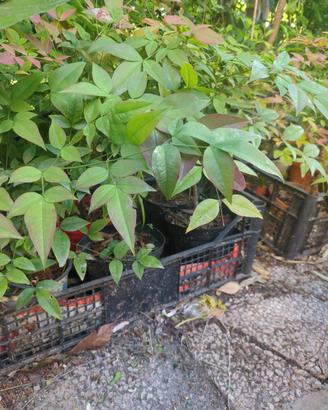 piantine nandina