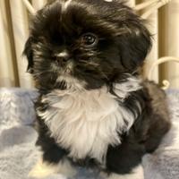 Shihtzu