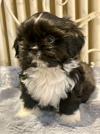 Shihtzu