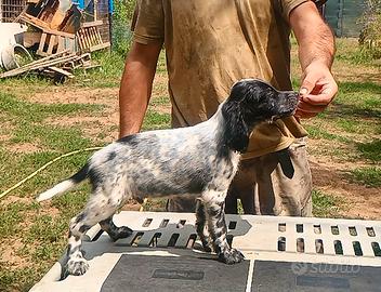 Cuccioli Setter Inglese