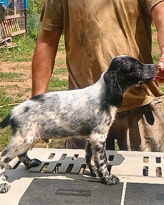 Cuccioli Setter Inglese