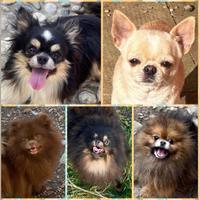 Chihuahua e Pomerania giovani adulti