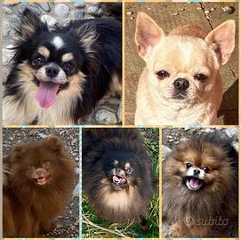 Chihuahua e Pomerania giovani adulti