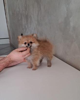 Spitz pomerania toy