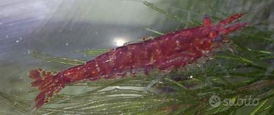 Caridine gamberetti acquario laghetto