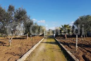 Terreno Agricolo Parabita [Cod. rif 3286338VCG]