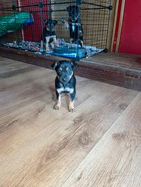 Cuccioli di pinscher