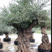 Alberi d’ulivo ornamentali