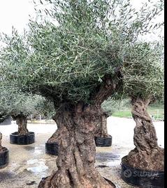 Alberi d’ulivo ornamentali