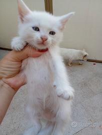 Gattina bianca