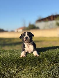 Apbt pitbull terrier