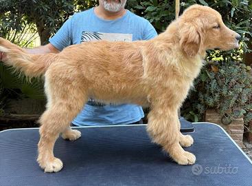 Golden Retriever Americana