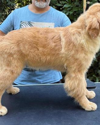 Golden Retriever Americana