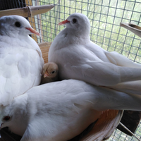 Tortore non spedisco