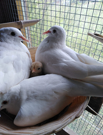 Tortore non spedisco