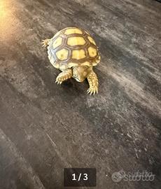 Tartaruga baby Sulcata