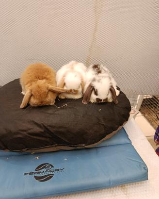 Conigli nani ariete mini lop