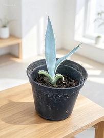 Piantina di agave variegata