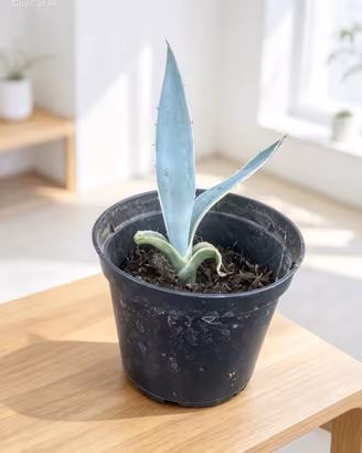 Piantina di agave variegata