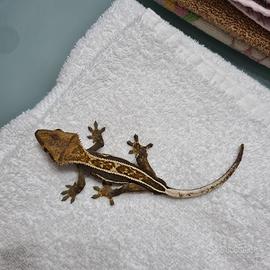 Geco ciliatus subaldulto