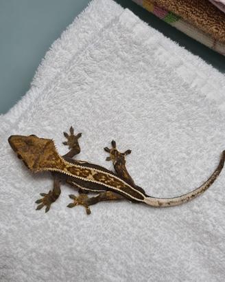 Geco ciliatus subaldulto