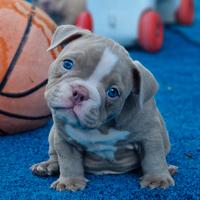 American bully exotic