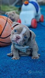 American bully exotic