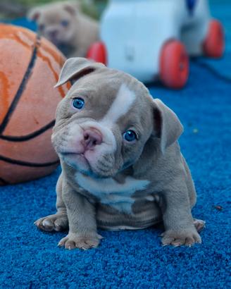 American bully exotic