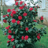 Camelia "Camellia japonica" pianta in vaso ø17 cm