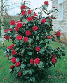 Camelia "Camellia japonica" pianta in vaso ø17 cm