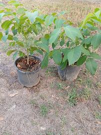 Piante di noci