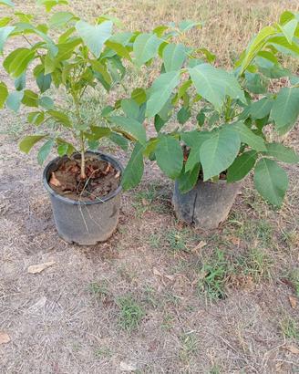 Piante di noci
