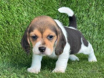 Beagle