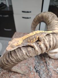 geco ciliatus femmina 