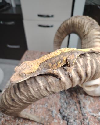 geco ciliatus femmina 