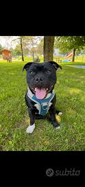 Staffordshire Bull Terrier per monta