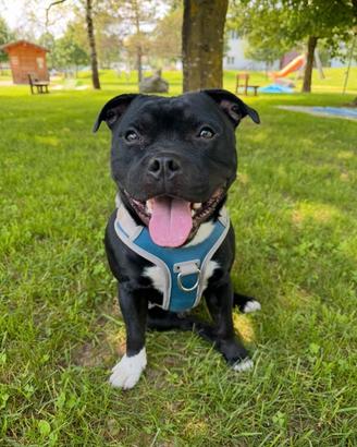 Staffordshire Bull Terrier per monta