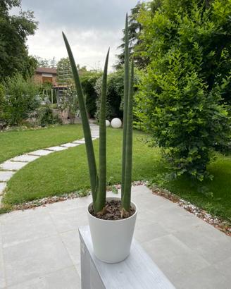 Composizioni di Piante grasse