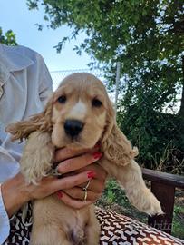 Ultimo cucciolo cocker spaniel