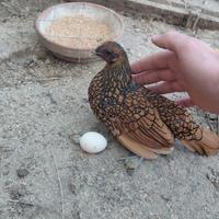 Pulcini Sebright Oro orlo nero/ e Camoscio