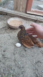 Pulcini Sebright Oro orlo nero/ e Camoscio