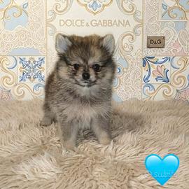 Pomerania spitz nano maschietto merle fulvo