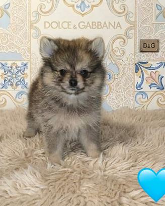 Pomerania spitz nano maschietto merle fulvo