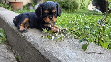Cuccioli cavalier king
