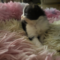 Persiano taby