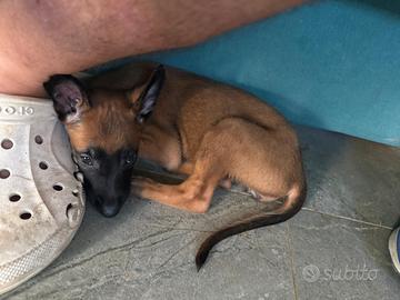 Cucciola pastore belga Malinois