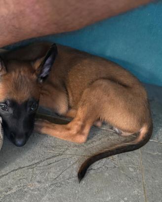 Cucciola pastore belga Malinois