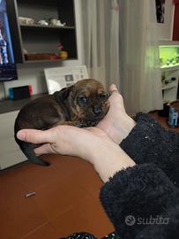 Bassotto con pedigree