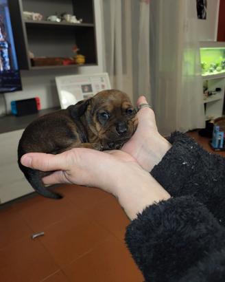 Bassotto con pedigree